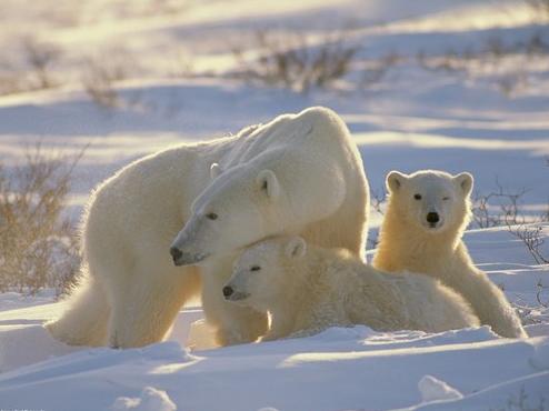 Kutup Ayıları Küresel ısınmanın sembolü haline gelen bu hayvanların 35 yıl içerisinde doğadan kaybolabileceği söyleniyor