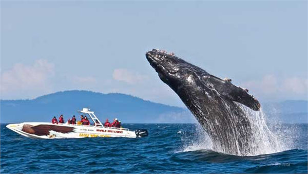Kuzey Atlantik Balinaları Artan deniz suyu sıcaklıkları bu balıkların temel besin kaynaklarına çok büyük zararlar veriyor