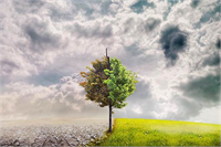 Türkiye nin İklim Karnesi