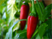 Amerika Asıllı Biber 6 bin yıl önce Meksika da yetiştirilen yeşil kırmızı biber İspanyol işgalinden 16 yüzyıl sonra Anadolu ya ticaret yoluyla geliyor Yani kırmızı biber pul biber gibi baharatlar da biber salçası da yokmuş yakın zamana kadar