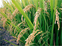 Güney Hindistan Asıllı Pirinç Güney Hindistan dilleri olan Telugucuası warinci Tamilcesi arisi dir 10 bin yıl önce ilk defa Çin de evcilleştirilmiş Anadolu ya ise 500 yıl önce İran üzerinden geldiği düşünülüyor