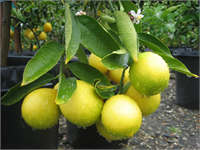 Kuzey Hindistan Asıllı Limon İlk olarak buralarda yetişen limon 1930 lardan sonra Anadolu da tarımı yapılmaya başlanan bir meyve Eski Hint dili olan Sanskritçe si de nimbu ymuş