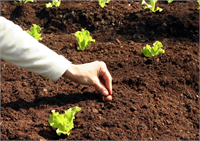 Eğer yüzeydeki toprağınızın kalitesi iyiyse ve içine su alacağı gözenekleri de varsa daha verimli olacaktır