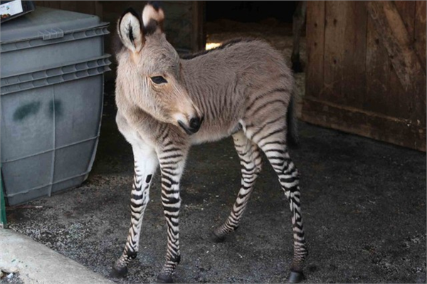 Zonkey Zeşek Zebra Eşek