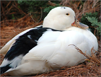 Mulard Amerikan Ördeği Yeşilbaş Ördek