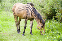 Zebroid Zebra Herhangi bir at cinsi