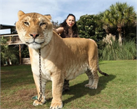 Liger Kaslan Erkek aslan Dişi kaplan