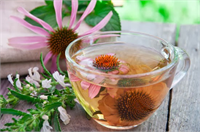 Ekinezya Solunum yolları rahatsızlıkları denince ekinezya ilk akla gelen şifalı bitkilerdendir Yapılan araştırmalarda ekinezyanın soğuk algınlığına yol açan virüsler üzerinde öldürücü etkisinin olduğu gözlemlenirken ekinezya çayının astım ve bronşit gibi hastalıklar için oldukça faydalı olduğu bilinmektedir