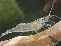 Görünce Şaşıracağınız Transparan Hayvanlar