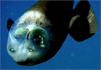 Barreleye Balığı Bu tuhaf balık kafasındaki şeffaf sıvı dolu kalkanının içinde aşırı derecede ışığa duyarlı gözlere sahiptir Balığın ağzının üstündeki iki nokta gözlere benzeyen aslında insanlardaki gibi koklama organı olan burun delikleridir