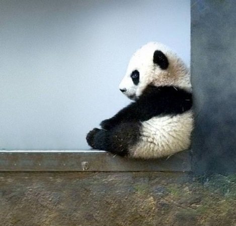 Yeni doğmuş bir panda yavrusu bir bardak çayla eşit ağırlıktadır