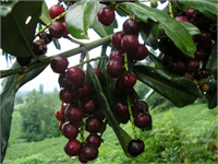 İnsülin görevi görmesi nedeniyle diyabet hastalarına faydalı olan kuruyemiş ayrıca kansere karşı koruyucu olan antioksidanlar da ihtiva etmektedir