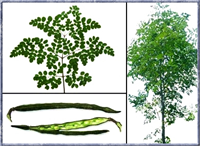 Bir yıl içinde üç metre kadar büyüyebilen ve on metreye kadar ulaşabilen Moringa ağacı diabet yüksek tansiyon ve anemi hastalıkları için kullanılan bazı ilaçlara da ham madde kaynağı olmaktadır Aynı zamanda bitkinin tohumlarından elde edilen yağ makine yağı veya enerji kaynağı olarak kullanılabiliyor