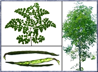 Bir yıl içinde üç metre kadar büyüyebilen ve on metreye kadar ulaşabilen Moringa ağacı diabet yüksek tansiyon ve anemi hastalıkları için kullanılan bazı ilaçlara da ham madde kaynağı olmaktadır Aynı zamanda bitkinin tohumlarından elde edilen yağ makine yağı veya enerji kaynağı olarak kullanılabiliyor