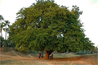Demirhindi meyvesinin içinde A B1 B2 B3 B5 B6 ve C vitamini yanı sıra potasyum fosfor magnezyum kalsiyum sodyum demir selenyum ve bakır mineralleri bolca bulunur İçine hurma şeker bal kakule karanfil ve kişniş eklenerek yapılan demirhindi şerbeti oldukça faydalı bir içecek olarak bilinir