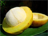 Paltonia Bacuri Brezilya yağmur ormanlarında ve Paraguay da yetişen ağaç 40 metreye kadar uzayabilir Bacuri olarakta bilinir Meyvesi portakal büyüklüğündedir İçinde birkaç çekirdek bulunan meyvenin eti yapışkan bir yapıya sahip ve tadı ise tatlı veya ekşi olabilmektedir