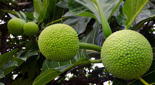 Ekmekağacı Breadfruit Büyük bir ağacı olan meyve dut ağacı familyasındandır Filipinler ve Asya nın güney doğusu anavatanıdır Muz gibi olgunlaşınca yenebilen meyve olgunlaşmamış ise pişirilerek tüketilebilir Olgun meyvesi yumuşak ve tatlıdır olgunlaşmamış meyve ise sert ve nişastalıdır Pişirildiğinde taze pişmiş ekmek tadındadır