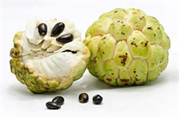 Noni Hint Dutu Hint dutu olarak bilinen meyvenin anavatanı Asya nın güneyi ve Avustralya civarları olsa da tropik bölgelerde de yetiştirilir Ağaç yıl boyunca meyvelerini taşır meyveler olgunlaşırken çok keskin bir koku yayar Kokusundan dolayı peynir meyvesi olarak da bilinir Kötü kokusuna rağmen lif A vitamini protein demir ve kalsiyum bakımından zengindir Pişirilebilir ya da tuzla yenebilir