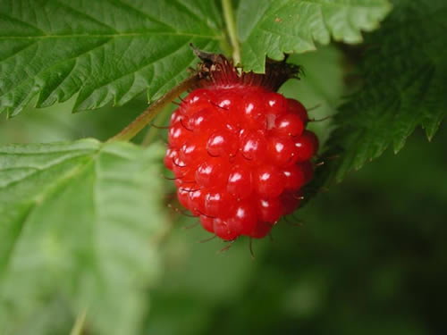 Somonçileği Salmonberry Meyvenin yetiştiği bölge Amerika nın kuzey kıyısından başlayıp Alaska ve Kaliforniya ya kadar uzanır Nemli ormanlarda ve yoğun çalılıkların arasında bulunan bir ağaçtır Çiğ olarak yendiğinde tatlı bir lezzeti vardır ama genellikle suyunu şarabını şekerlemelerini veya reçellerini bulmak mümkündür