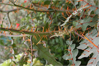 Porcupine Domatesi Madagaskar da yetişen bu bitki sivri ve zehirli olmasının yanında inanılmaz büyük bir hızla yayılıyor ve büyüyor
