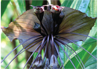 Çinli Siyah Yarasa Çiçeği Chinese Black Batflower Ürkütücü görüntüsüyle fark yaratan yarasa çiçeği görenleri şaşırtıyor