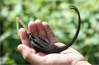 Şeytan Pençesi Bu değişik çöl bitkisi tipi sebebiyle rahatlıkla korku filmlerine konu olabilir Kızılderililer tarafından sepet vb tarzı şeyler yapılmak için kullanılan ilginç bir bitkidir