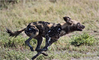 Afrika yaban köpeği Saatte 71 km hızla koşmaktadır