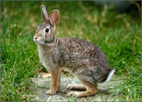 Tavşan Amerikan tavşanları saatte 72 km hızla koşabilir