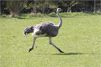 Devekuşu Devekuşları saatte 97 km hıza ulaşabilirler