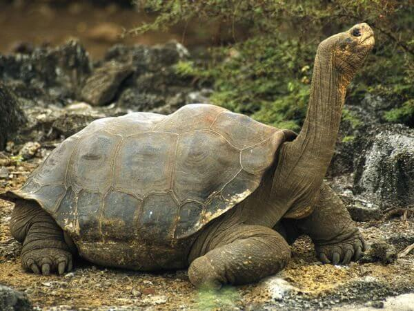 Galapagos Kaplumbağası 175 Yıl Kaplumbağalar zaten oldukça yavaş bir tempoda çok uzun yıllar boyunca yaşamalarıyla ünlüdür Ama rekor Galapagos ta yaşayan dev kaplumbağalara ait Kayda geçirilenler arasında şu ana dek en uzun yaşamış olansa Harriet adlı bir kaplumbağa Harriet 2006 yılında öldüğünde 175 yaşındaydı