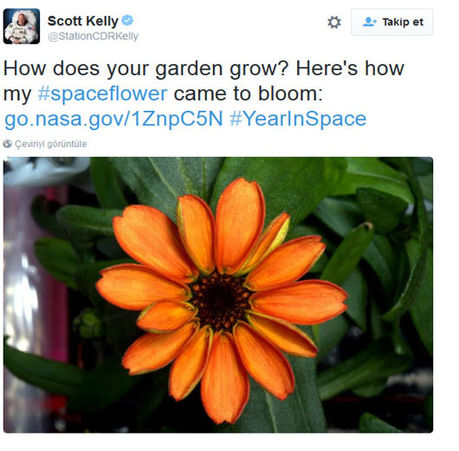 Uluslararası Uzay İstasyonu nda görev yapan Amerikalı astronot Scott Kelly uzayda yetiştirilen ilk çiçeğin fotoğrafını resmi Twitter hesabından paylaştı