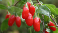 Goji Berry nin Faydaları