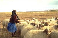 Suriye de üretime devam etmeye çalışanların çoğunlukla kadınlar olduğuna dikkat çeken Thomas kadınların tarım iş gücünün 63 ünü oluşturduklarını ve Suriye deki gıda tedarikinin bel kemiği olduklarını ifade etti