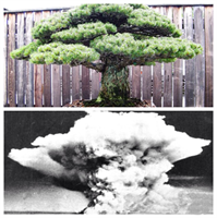 2001 yılında Yamaki nin iki torunu önceden ailelerinde olan ağacı aramak için botanik parkına gelir Torunlar Japon bir tercüman aracılığıyla dünyadaki ilk atom bombasının dedelerinin evinin sadece iki mil ötesine düştüğünün hik yesini anlatır Evin camlarının patlamayla dağıldığını uçan cam parçalarının Yamaki yi yaraladığını Olayla şehrin yüzde 90 ı yerle bir olmuş 180 bin insan hayatını kaybetmiştir Ama Yamaki nin değerli bonsaileri fidanlığı çevreleyen yüksek bir duvar tarafından korunmuş ve mucizev bir şekilde hayatta kalmış Bu ağaç ise en az altı kuşaktır ailedeymiş 1