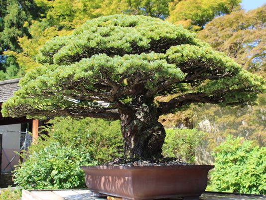 Gelecek yılki müzede yeni Japon Fuarı açıldığında Yamaki Çamı girişin yanında eski bilindik yerini alacak Hiroshima Patlamasının bu 70 nci yıldönümünde ağaç Birleşmiş Milletler ve Japonya arasında süren barışın bir hatırlatıcısı niteliğini taşıyor