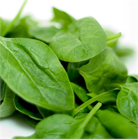 Cildin Ve Saçların Sağlıklı Olmasını Sağlar İçerdiği A vitamini sayesinde saç için gerekli olan yağı salgılamaya yardımcı olarak saçların nem seviyesini korur ve dolayısıyla kepek oluşumunu önlemeye de yardımcı olur Kolajen vücudumuzdaki bir protein çeşididir Saç ve cilt dokularının temelini oluşturur Dokuların elastikiyetini sağlar ve azalması halinde deride kırışıklıklar ortaya çıkar İlerleyen yaşlarda tüm vücutta kolajen azalır Ispanak içerisindeki C vitamini demir ve çinko sayesinde yaşlandıkça azalan kolajenin onarımını ve artışını sağlar