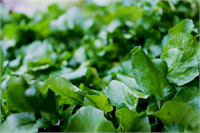 Tere Bu lifli yeşil sebzeler içeriğinde B1 B2 B6 C ve E vitaminlerinin yanı sıra manganez karoten ve potasyum gibi mineraller de bulunduruyor