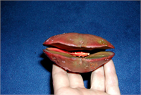 Mangrov Günümüzde Karayipler ve sınırlı bölgelerde yetişen Mangrov 10 cm lik çekirdeği ile görenleri şaşırtıyor Çünkü çekirdeği ortadan kesildiğinde çok farklı bir manzarayla karşılaşılıyor