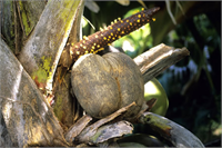 Coco de Mer Şeyseller de çokça yetişen bu meyvenin çekirdeği 30 cm genişliğinde ve 18 kg ağırlığına ulaşabiliyor
