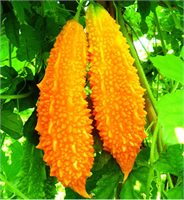 Son zamanlarda yapılan çalışmalarda AIDS virüsü HIV in ilerlemesini engellediği ortaya çıkan kudret narının guatr gibi tiroid bezi rahatsızlıklarına da iyi geldiği bilinmektedir