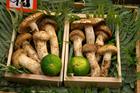 MATSUTAKE MANTARI 1000 DOLAR Pahalı olmasının nedeni dünyada nadir bulunmasıdır Japonya da nadir yetişen ve trüf mantarına yakın güçlü aroması ile yemeklere lezzet katıyor