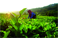 İyi Tarım Uygulamaları ITU ekolojik veya organik tarımla karıştırılmamalıdır İyi Tarım Uygulamalarında zirai gübre ve ilaç kullanımı vardır İTU nın esas amacı çiftçinin kullandığı tohum fide toprak su kaynakları zirai ilaçlar ve üretilen gıdanın kalite raporları gibi her bir öğenin kayıt altına alınmasını içerir