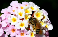 Arıların En Sevdiği Çiçekler