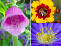 Arıların dikkatini en çok mavi mor eflatun beyaz ve sarı renklerdeki bitkiler çekmektedir