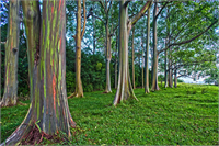 Bu gövdelerin farklı bölgeleri yılın farklı zamanlarında soyulur Soyulma ile birlikte açık yeşil olan iç tabaka ortaya çıkar Havayla temas ettikçe bu yeşil tabakalı bölgeler koyulaşarak mavi mor turuncu ve kahverengi tonlarını alır