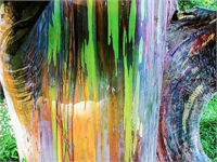 Orjinal adı Eucalyptus deglupta olan bu ağaç doğal olarak Kuzey Yarımküre de görülen okaliptüs türüdür