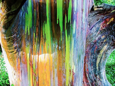 Orjinal adı Eucalyptus deglupta olan bu ağaç doğal olarak Kuzey Yarımküre de görülen okaliptüs türüdür