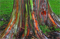 Ağaç çoğunlukla Yeni Gine Yeni Britanya ve Filipinlerde bulunuyor Yetmiş beş metre yüksekliğine kadar ulaşabilen Ağacın gövdesi kağıt yapımında da kullanılmaktadır