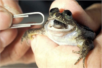 Hayvanlar Hakkında Şaşırtıcı Bilgiler