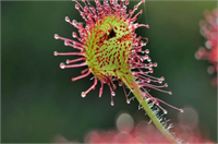 Yapraklarındaki küçük dokunaçların içerdiği çiyi andıran yapışkan nektar damlaları sineklerin kelebeklerin böceklerin ve hatta küçük farelerin bile bitkiye yapışıp kalmasını sağlıyor Hayvanların kurtulma çabaları daha çok yapışkan madde salgılanmasına yol açıyor Bitkinin hareketlerini düzenleyen bir sinir sistemi yok buna rağmen dokunaçları doğru yöne kıvrılabiliyor